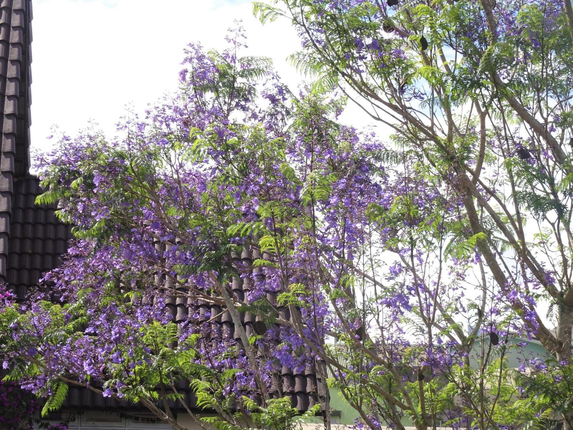 Mento Villa Dalat Luaran gambar