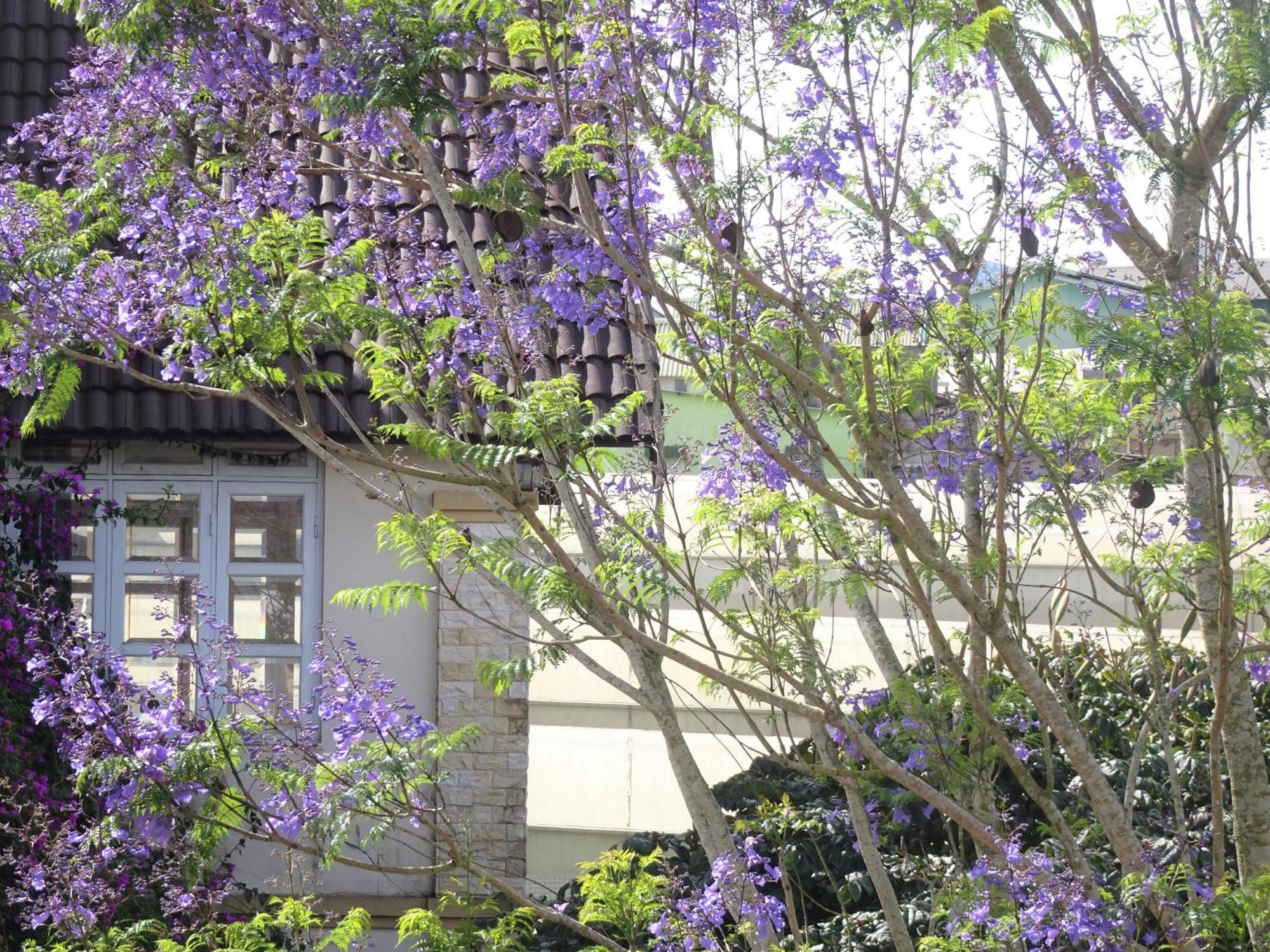 Mento Villa Dalat Luaran gambar